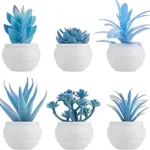 Succulent Plants